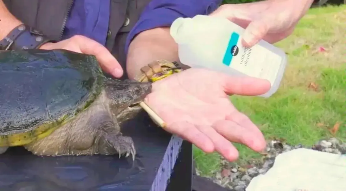 赤盈配资 甲鱼、乌龟为啥咬人这么狠呢？咬住就不撒口，如何让它快速松嘴？